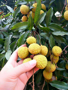 端午節(jié)粽子免費(fèi)吃！松山湖生態(tài)園團(tuán)建野炊粽子荔枝免費(fèi)送